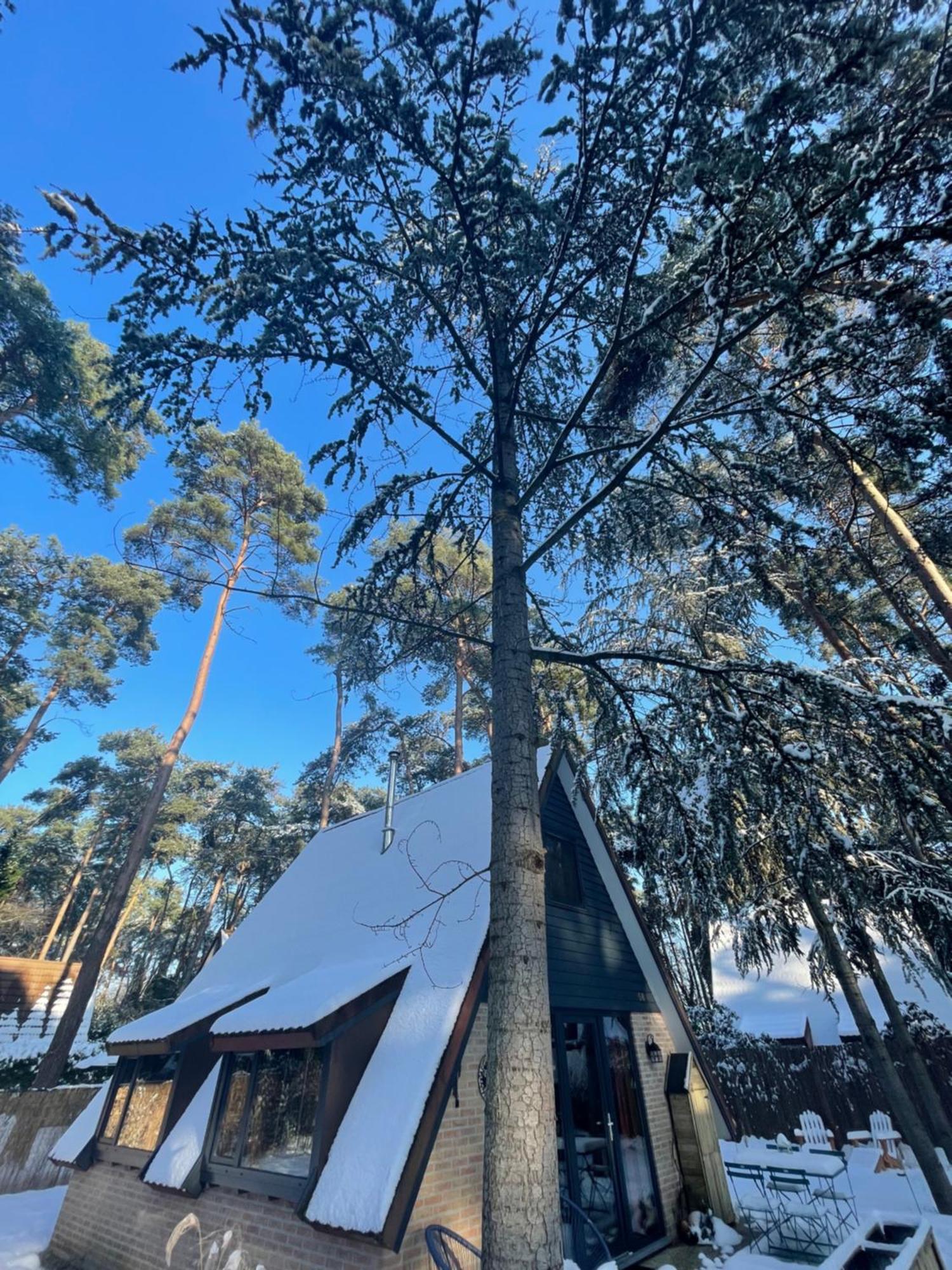 Boshuisje Pinus Sonnevijver Residences Lanaken Eksteriør billede